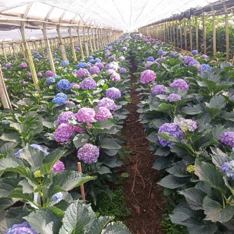 绣球八鲜花小苗基地直销
