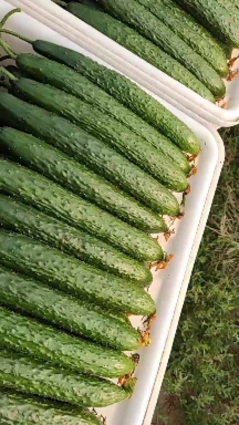 【山东莘县】精品油亮黄瓜大量上市商超食堂产地直发
