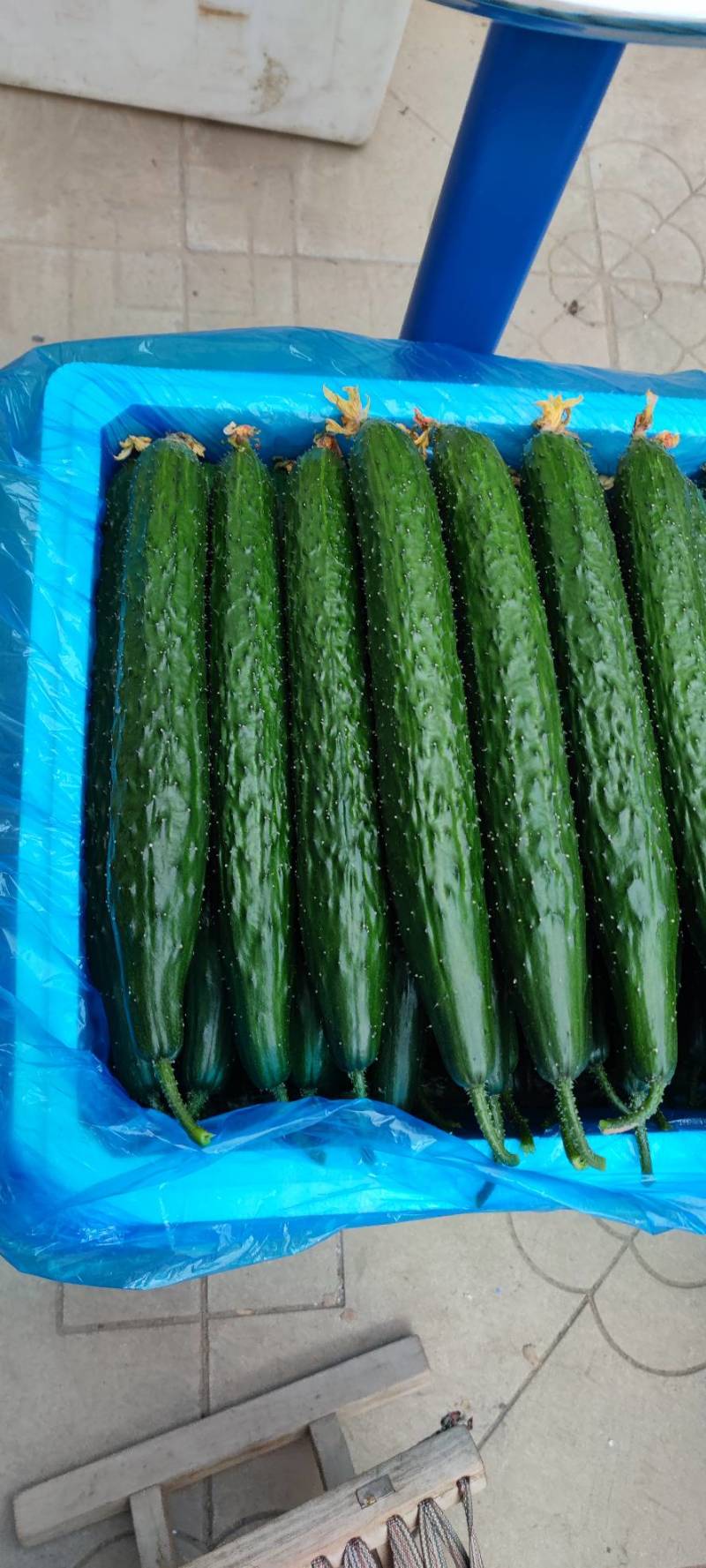 【山东莘县】精品油亮黄瓜大量上市商超食堂产地直发