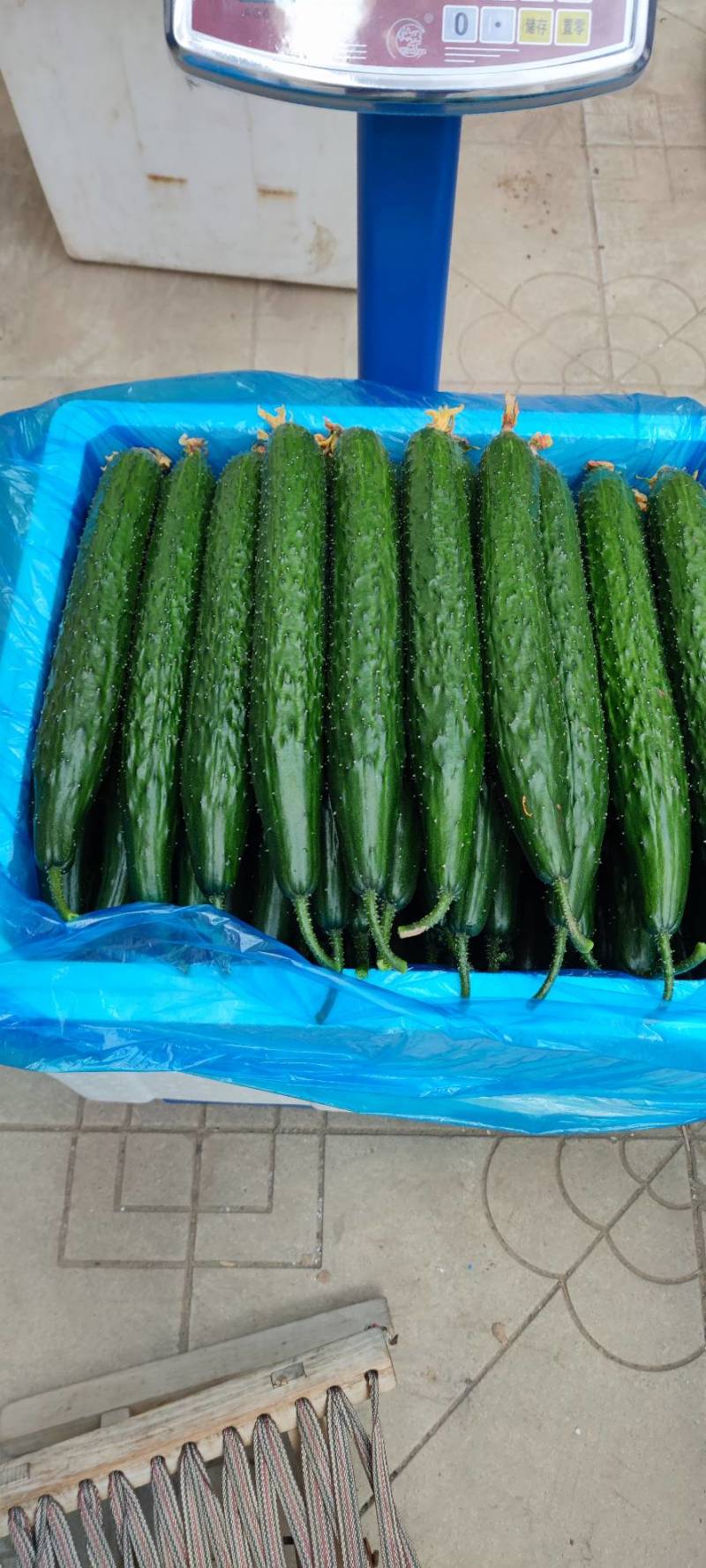 【山东莘县】精品油亮黄瓜大量上市商超食堂产地直发