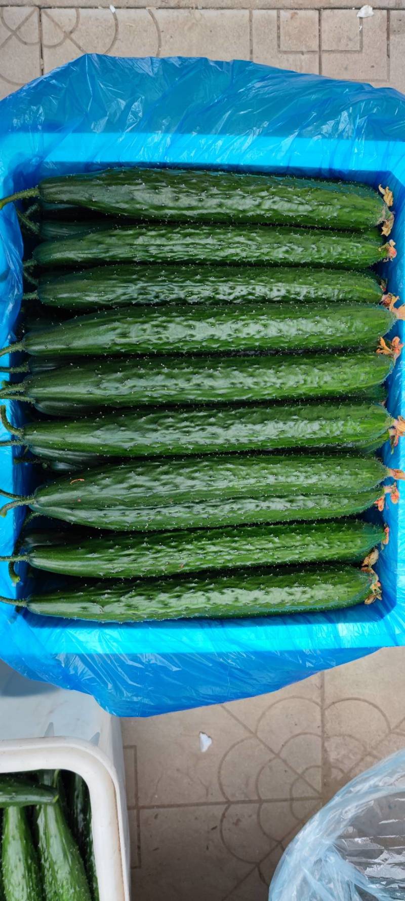 【山东莘县】精品油亮黄瓜大量上市商超食堂产地直发