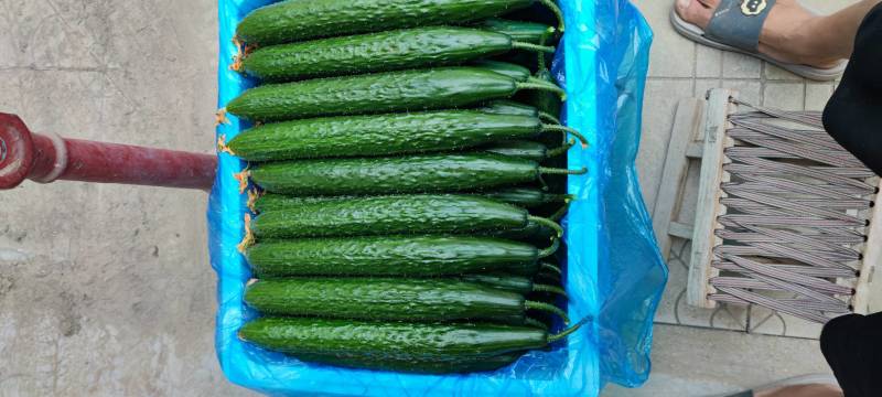 德瑞特黄瓜山东产地直发量大优惠诚信报价保质保量欢迎咨询