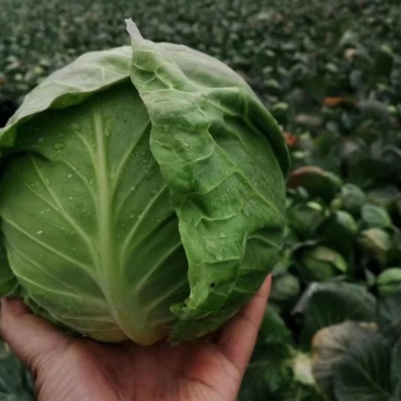 精品甘蓝圆包菜，个头匀称基地看货，一手货源量大价优