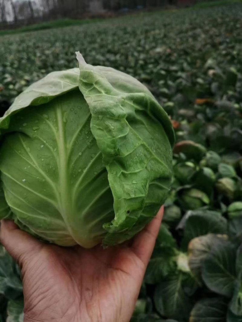 精品甘蓝圆包菜，个头匀称基地看货，一手货源量大价优