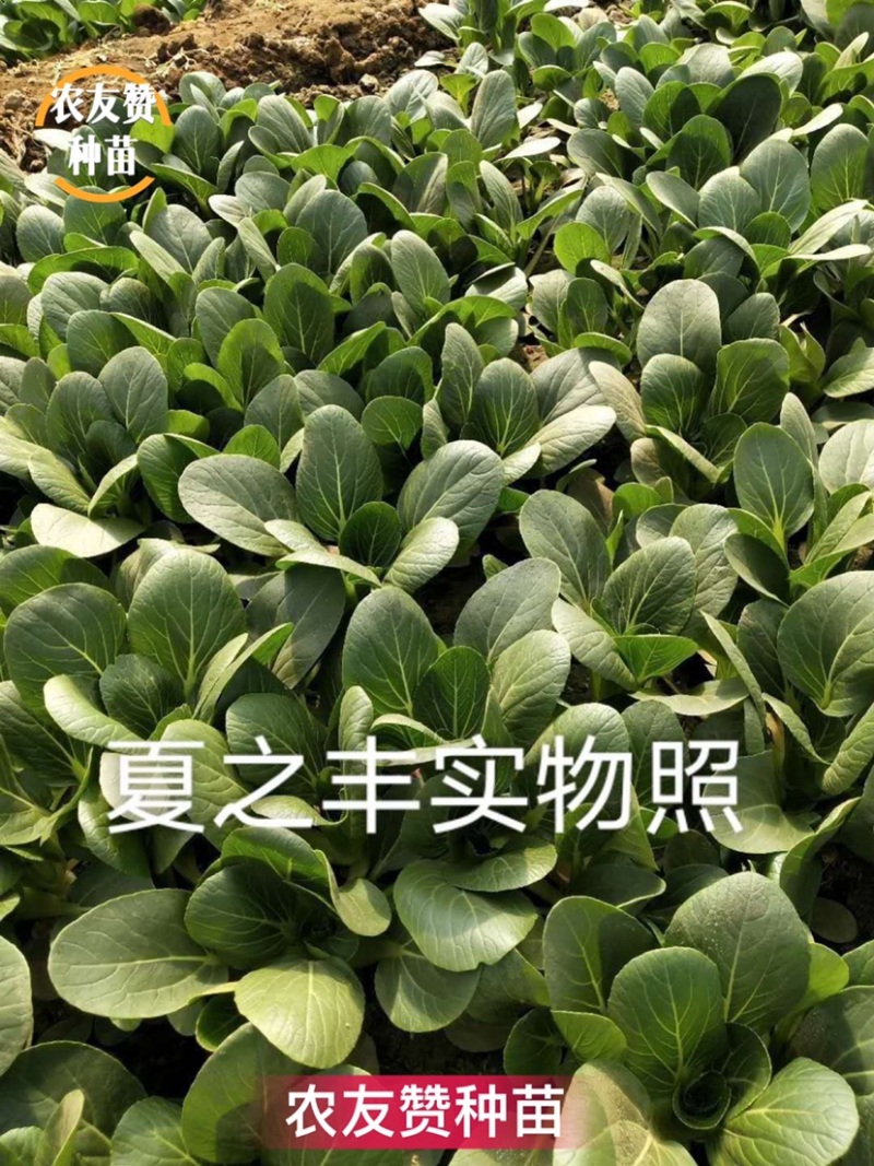 德赛青梗菜种子DS99/夏之丰油绿新品种一代交配夏秋耐热