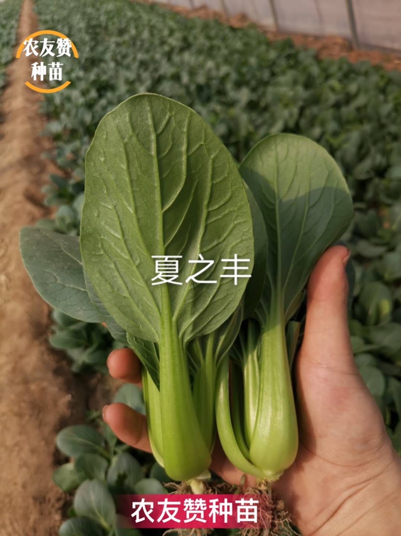 德赛青梗菜种子DS99/夏之丰油绿新品种一代交配夏秋耐热