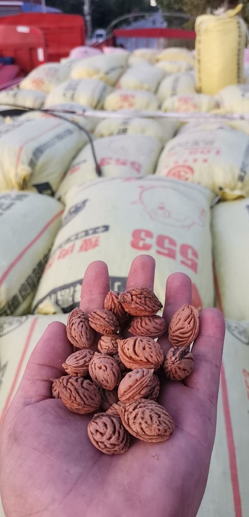 毛桃核毛桃树种子沙藏破壳发芽