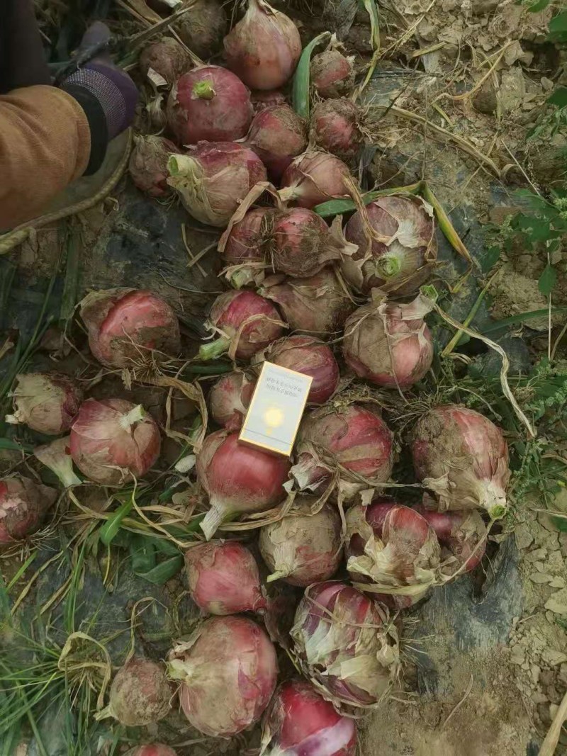 红，黄，紫各类洋葱