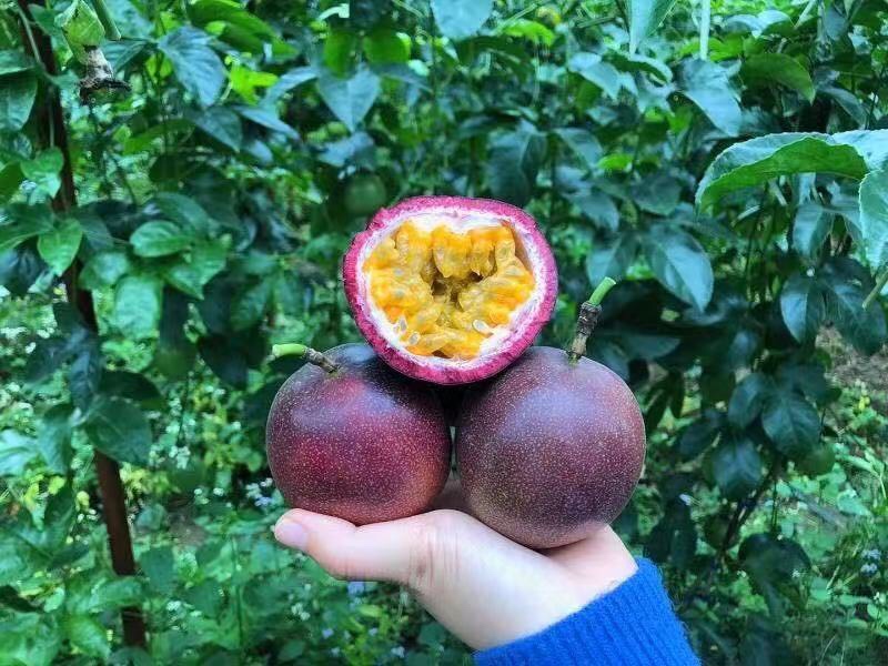 百香果切开特写