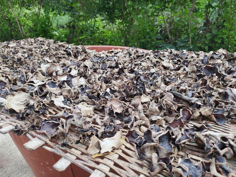 正宗本地木头耳椴木木耳