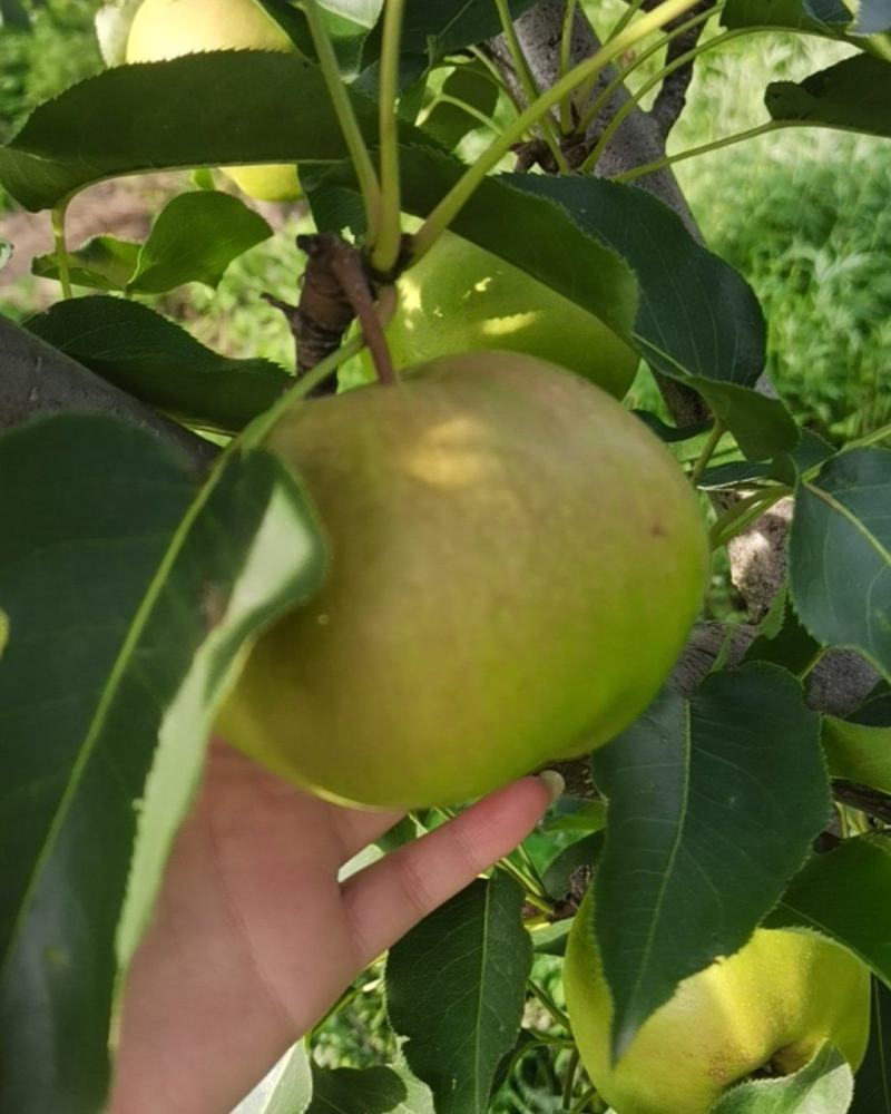 出售，自家好苹果梨，皮儿薄，无虫个大，颜色特别好