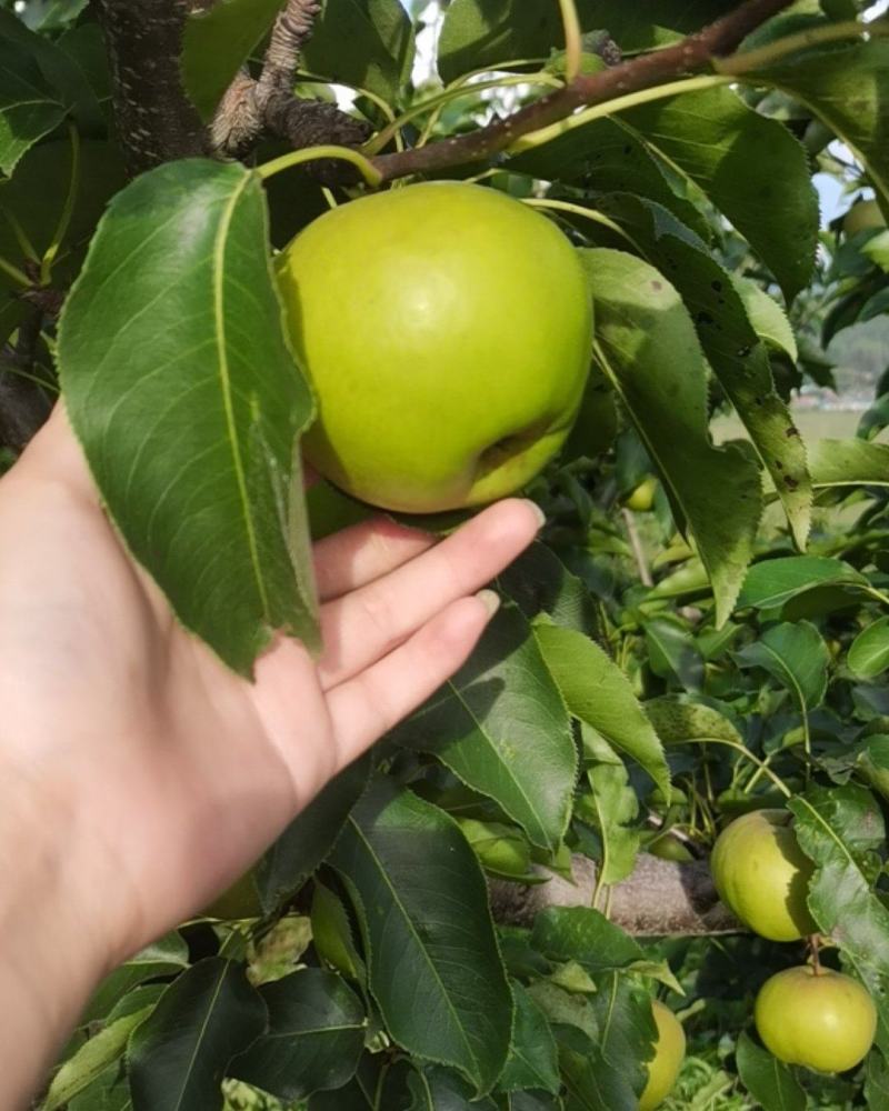 出售，自家好苹果梨，皮儿薄，无虫个大，颜色特别好
