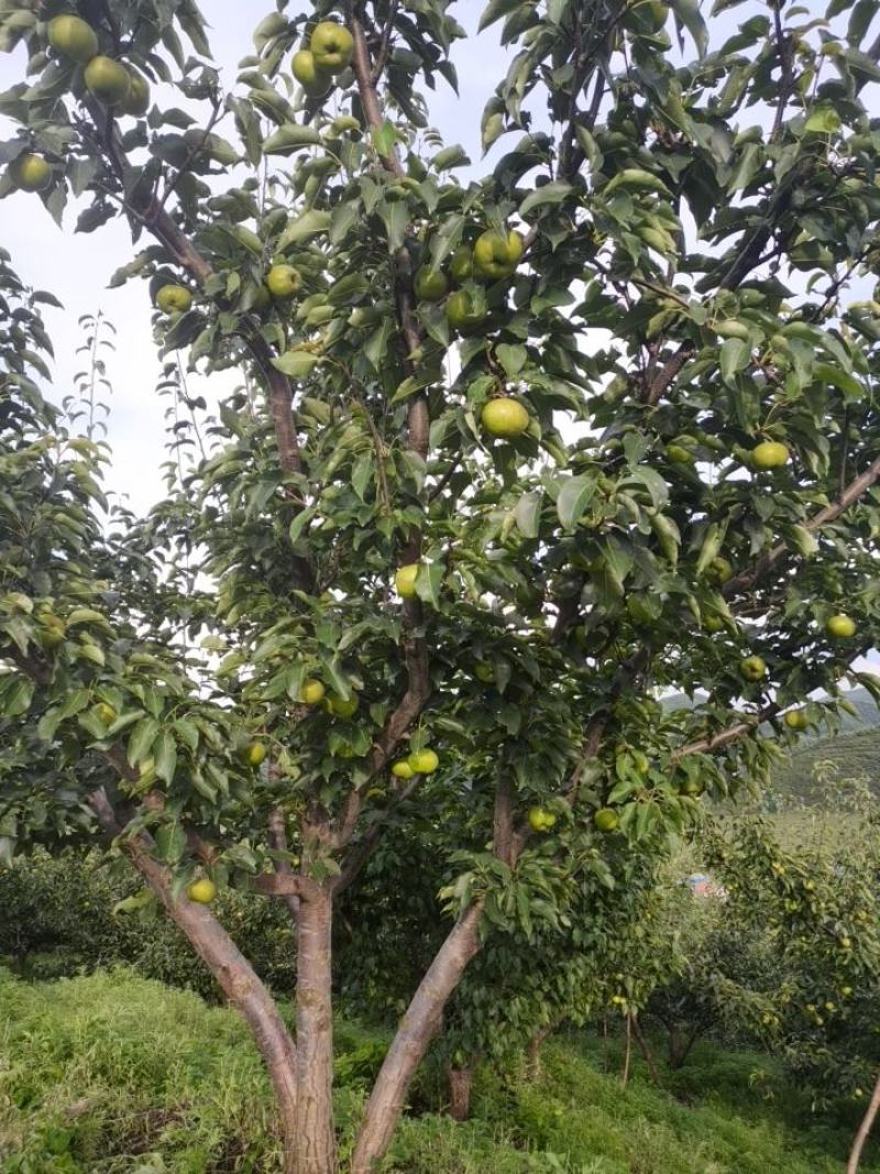 出售，自家好苹果梨，皮儿薄，无虫个大，颜色特别好