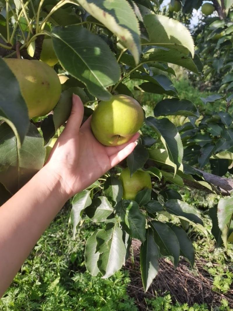 出售，自家好苹果梨，皮儿薄，无虫个大，颜色特别好
