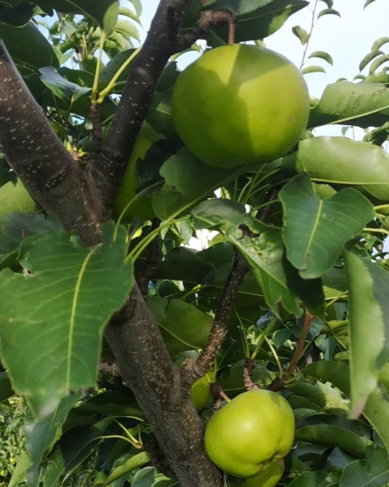 出售，自家好苹果梨，皮儿薄，无虫个大，颜色特别好