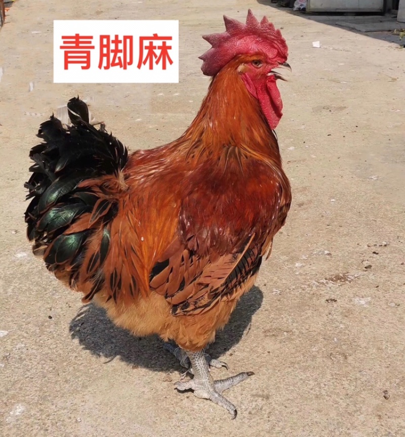 快大青脚麻，金陵麻、质量保障，店有〈诚信企业〉证书