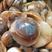 鲜活猫眼螺香螺海螺玉螺小海螺海鲜水产批发海鲜贝类肚脐螺