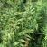 野生峨眉山黄精生晒白片，水洗生片，无泥沙，无莓变，统货。