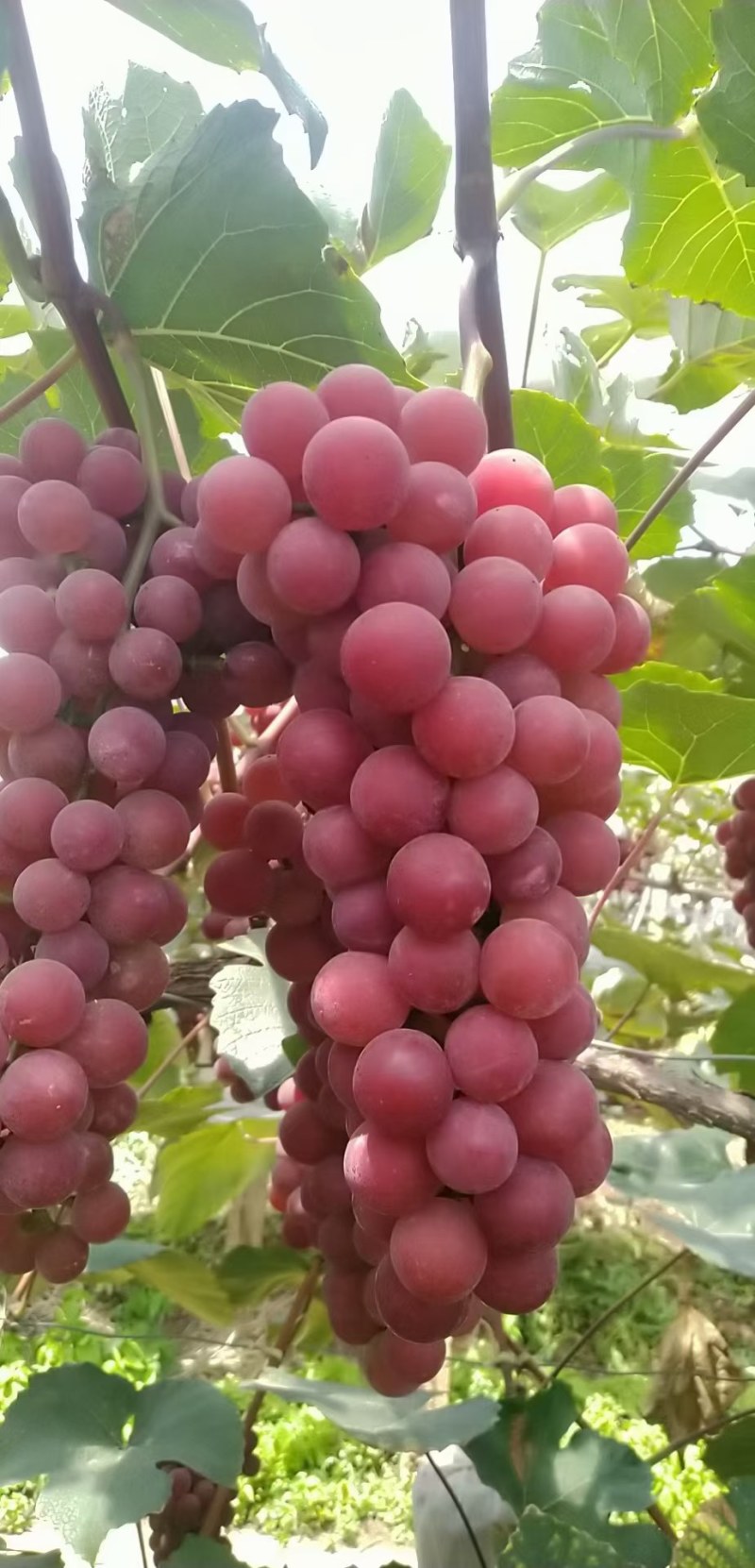 红玫瑰葡萄