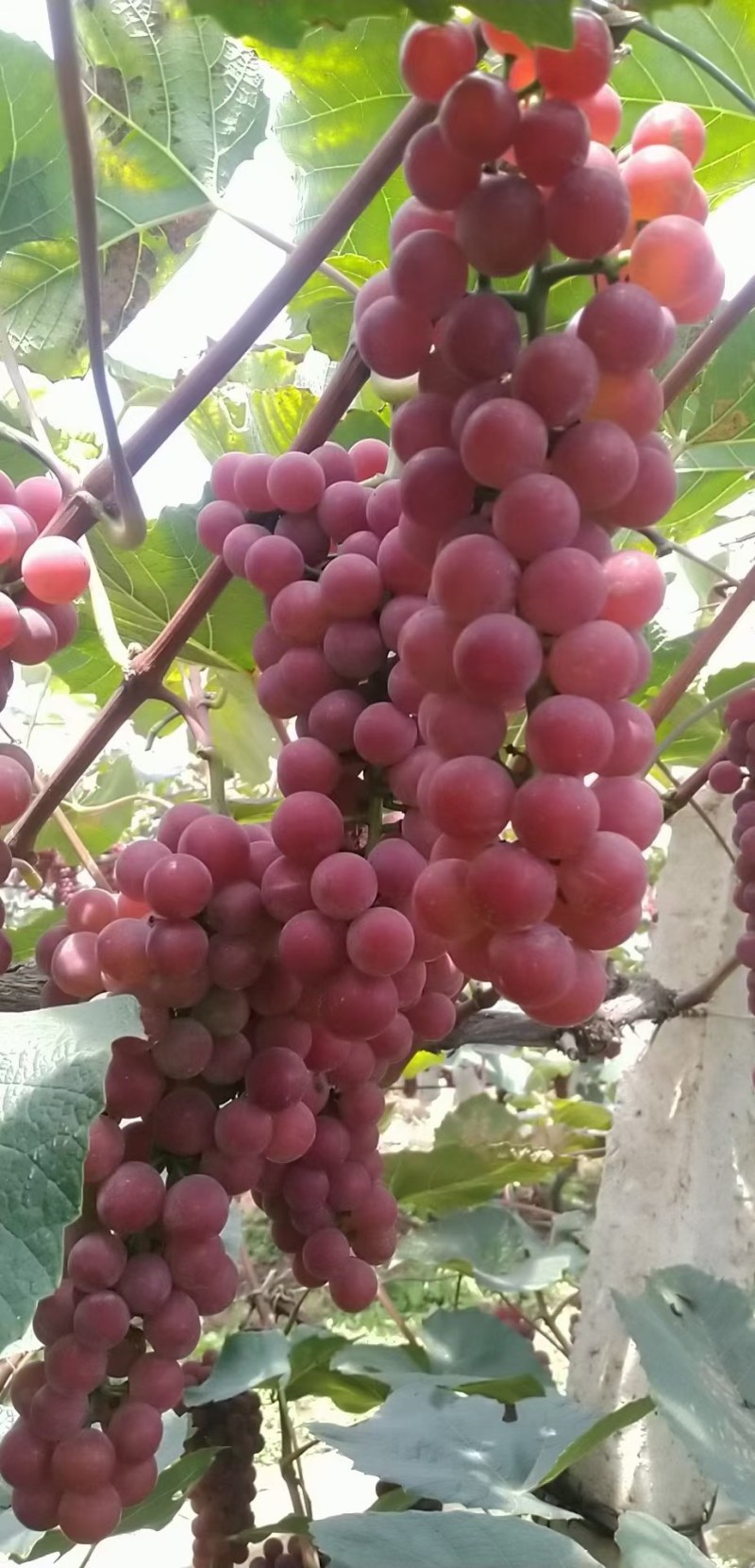红玫瑰葡萄