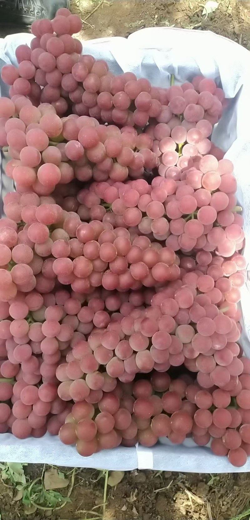 红玫瑰葡萄