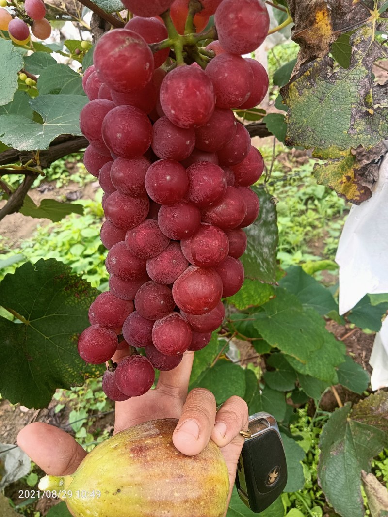 红玫瑰葡萄