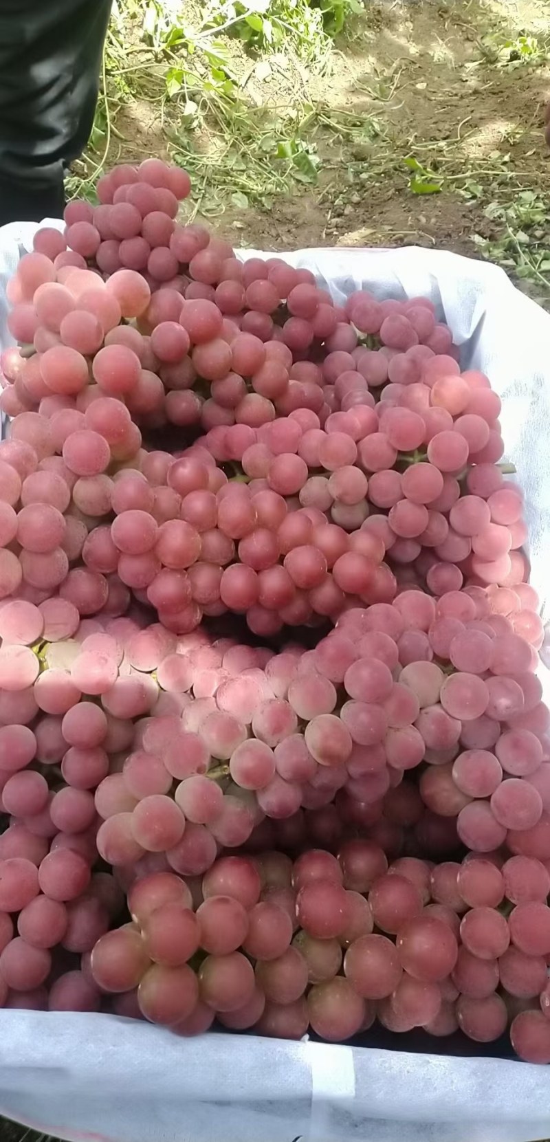 红玫瑰葡萄
