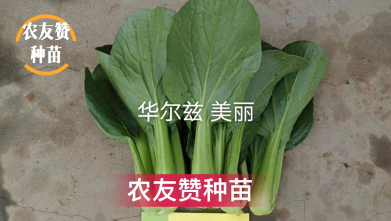 德高青梗菜种子一代杂交油亮型耐热耐湿抗病