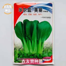 德高青梗菜种子一代杂交油亮型耐热耐湿抗病