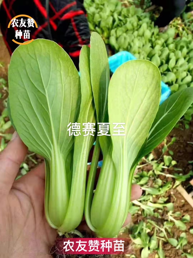 农户专用高产抗病青梗菜种子叶色亮绿夏季不易拔
