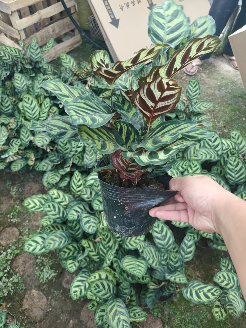 孔雀竹芋长期有货，基地量大价优，欢迎来电咨询，在线聊