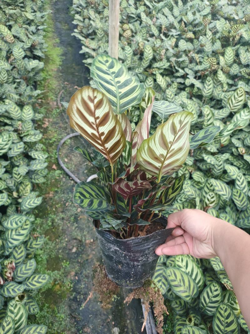 孔雀竹芋长期有货，基地量大价优，欢迎来电咨询，在线聊