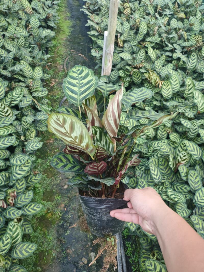 孔雀竹芋长期有货，基地量大价优，欢迎来电咨询，在线聊