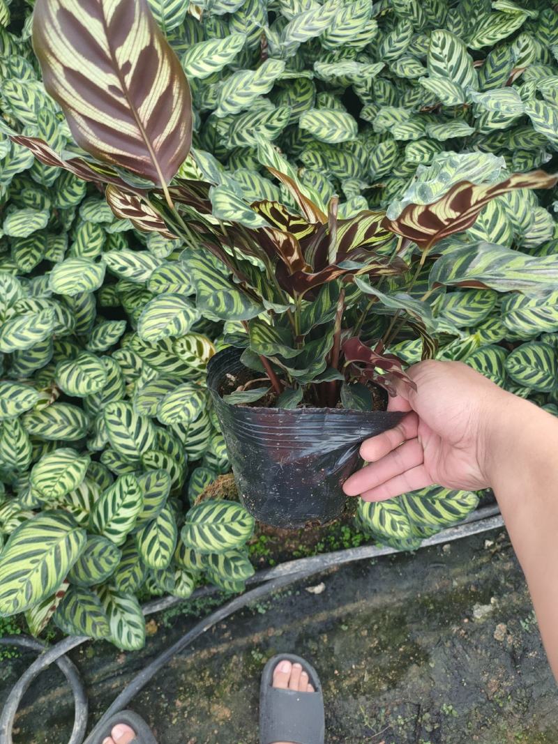 孔雀竹芋长期有货，基地量大价优，欢迎来电咨询，在线聊