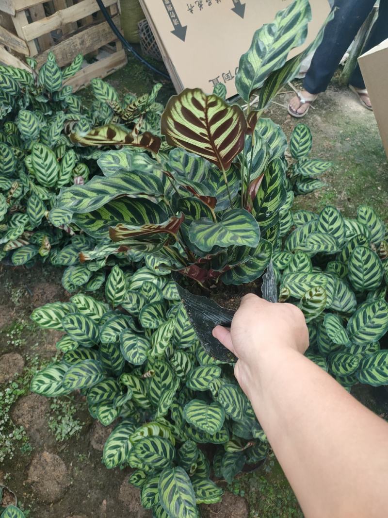 孔雀竹芋长期有货，基地量大价优，欢迎来电咨询，在线聊