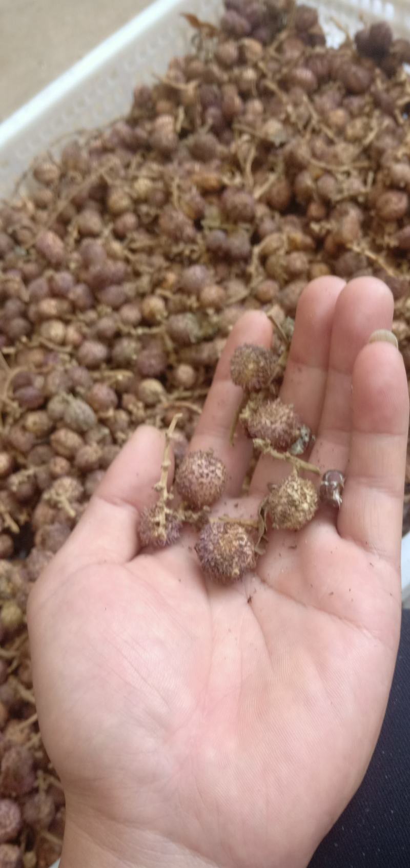 阳春砂仁，云南产地直供，按时实价供应，运输及包装要求详谈