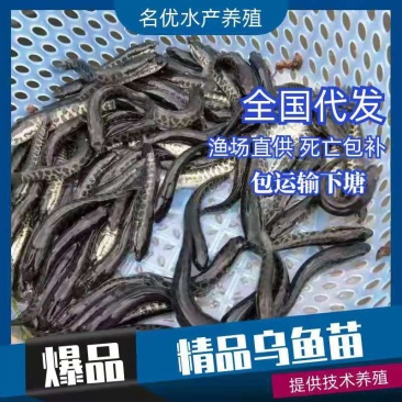 乌鱼苗鱼场孵化麻乌鱼苗提供技术指导以及送货上门