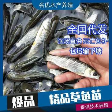 热销草鱼苗基地孵化鱼场直销批发大量上市包运输技术指导