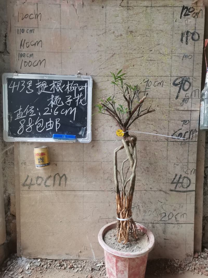 柳叶提根栀子花水横枝