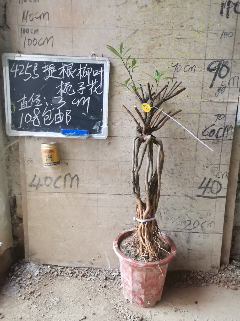 柳叶提根栀子花水横枝