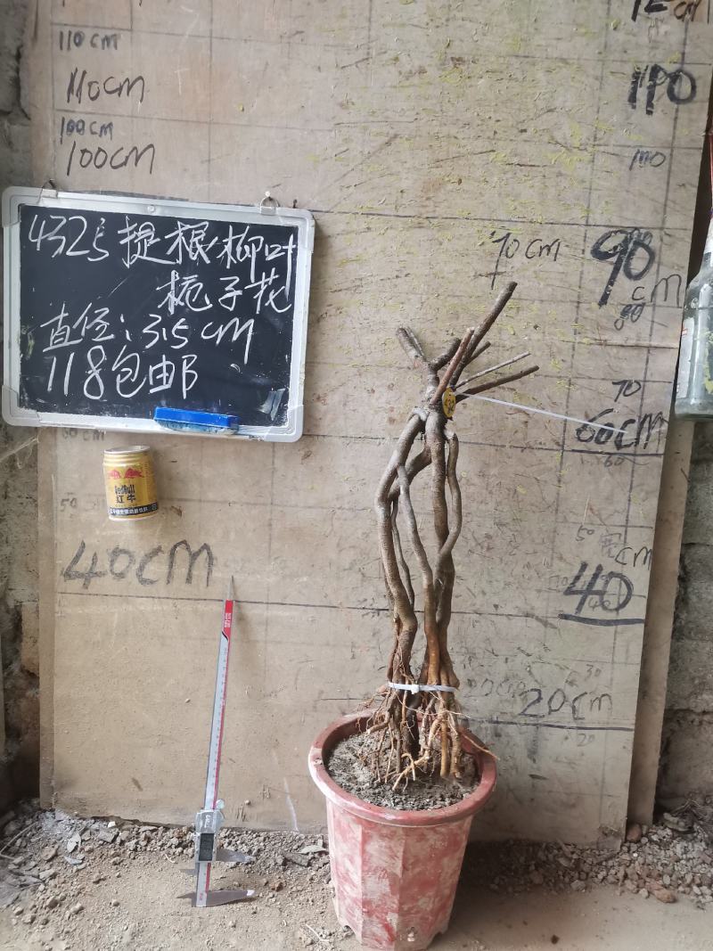 柳叶提根栀子花水横枝