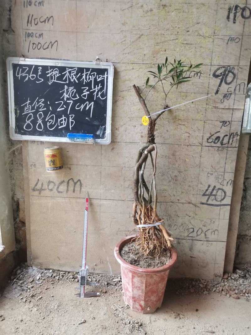 柳叶提根栀子花水横枝