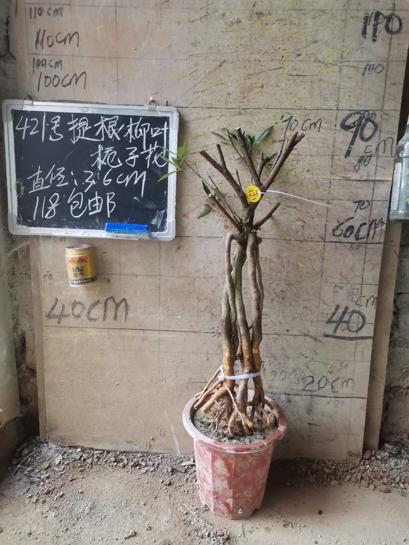 柳叶提根栀子花水横枝