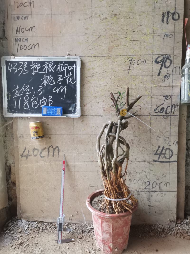 柳叶提根栀子花水横枝