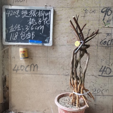 柳叶提根栀子花水横枝