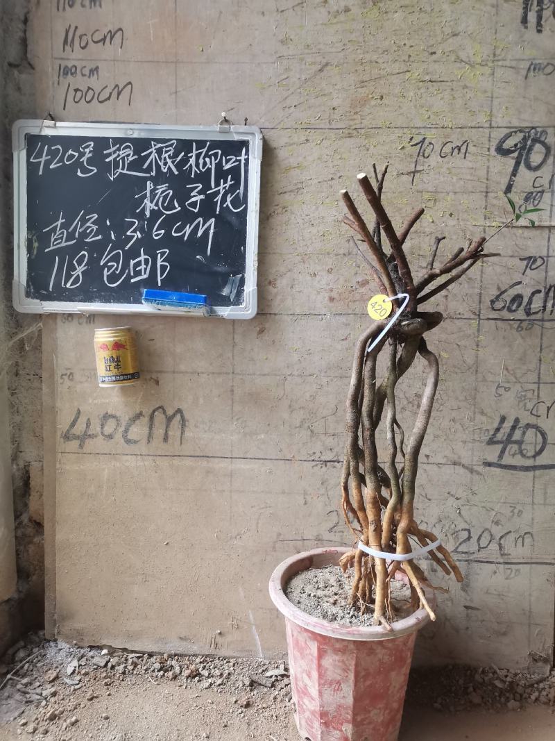 柳叶提根栀子花水横枝