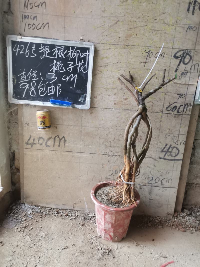 柳叶提根栀子花水横枝
