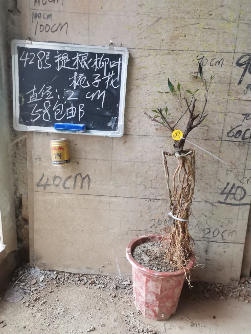 柳叶提根栀子花水横枝