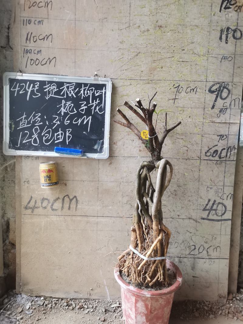 柳叶提根栀子花水横枝