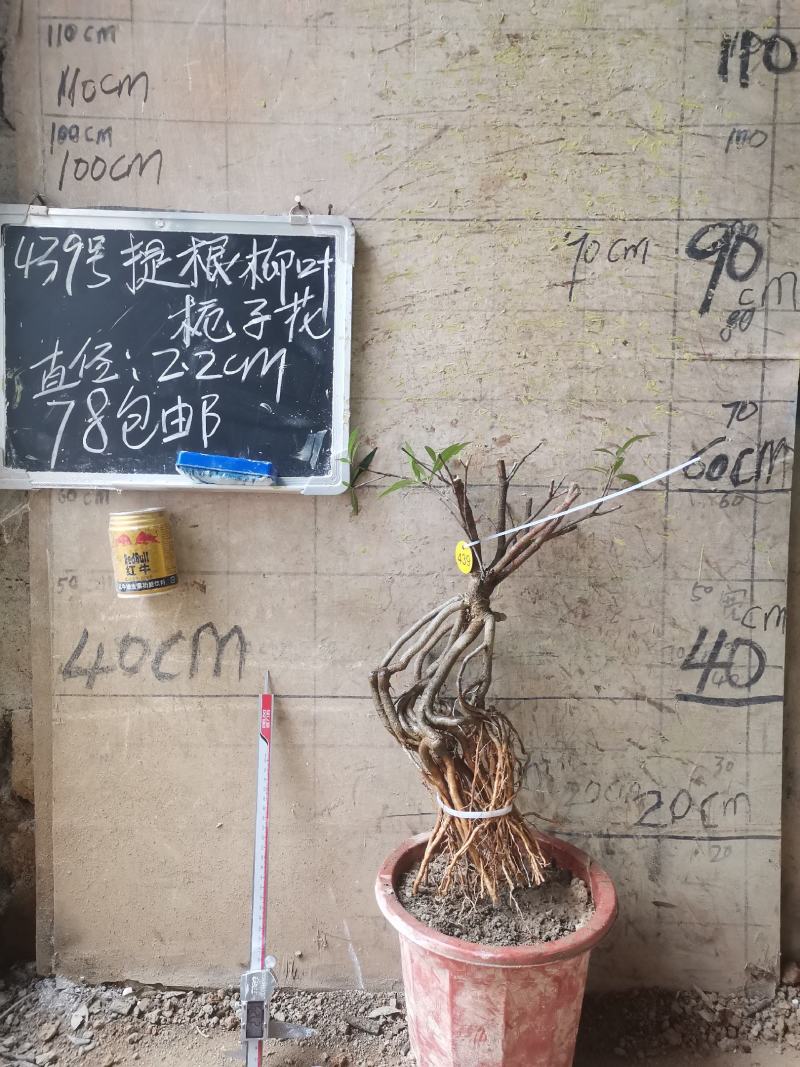 柳叶提根栀子花水横枝